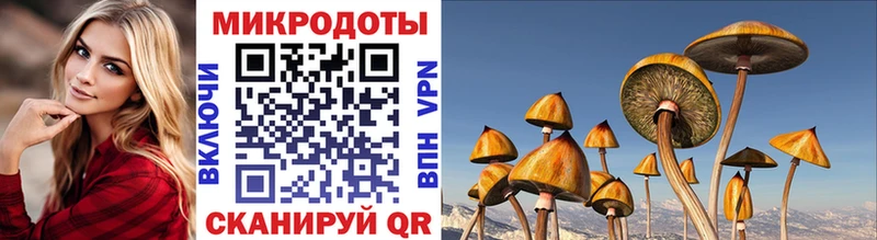 Галлюциногенные грибы Psilocybe  Меленки 